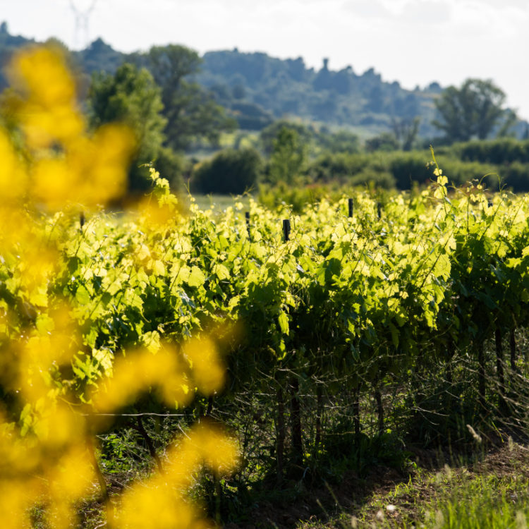 vignes_domaine