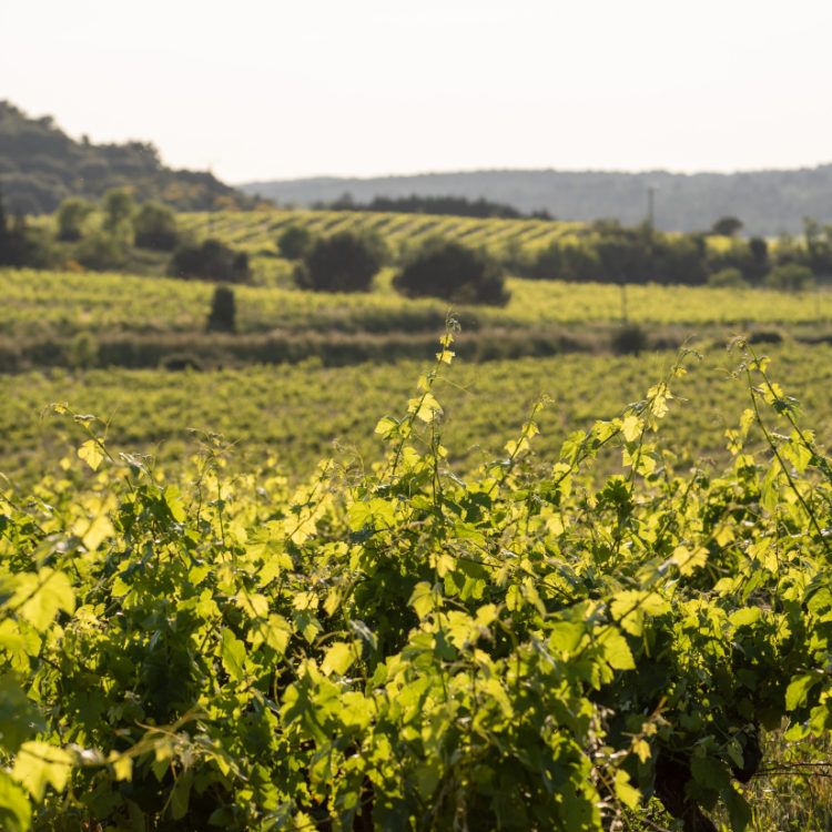 vignes_domaine_01