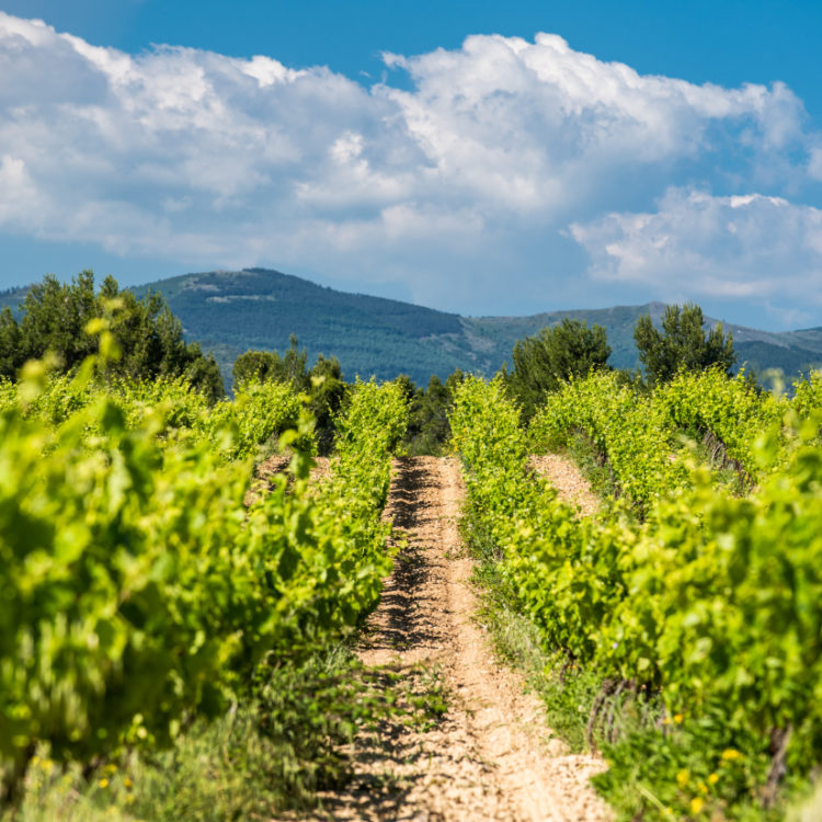 vignes_domaine_03